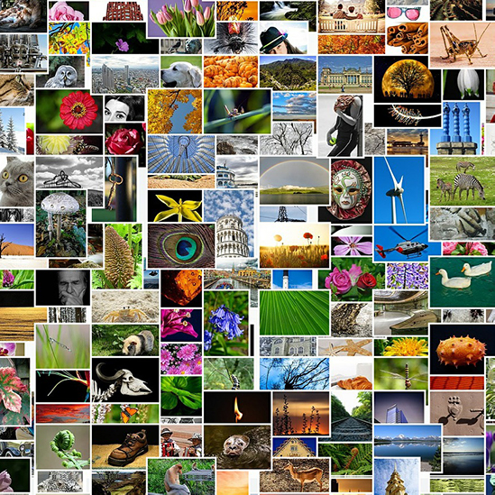 local action collage